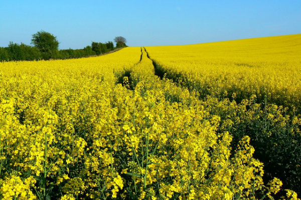 L'estimation des subventions aux biocarburants revue à la baisse